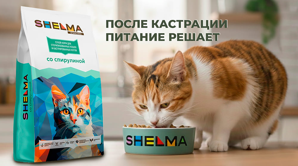 Стерилизованная кошка зимой дома
