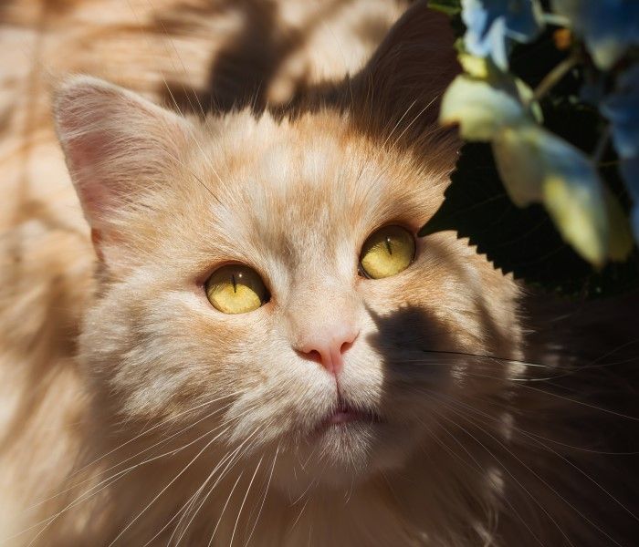 Ночной охотник