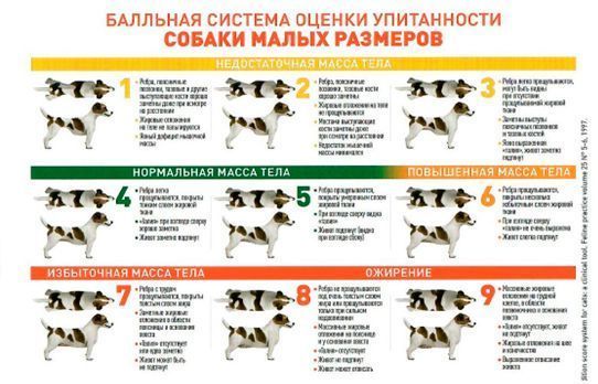 Избыточный вес и ожирение у животных: проблемы пищеварения и осложнения.
