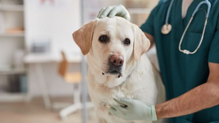 Операция на желудке и кишечнике. Основные принципы кормления собак и кошек в послеоперационный период.