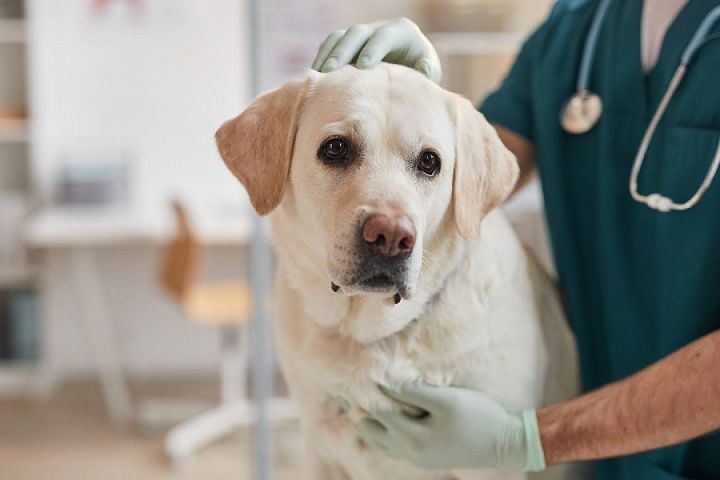 Операция на желудке и кишечнике. Основные принципы кормления собак и кошек в послеоперационный период.