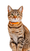 Кошки