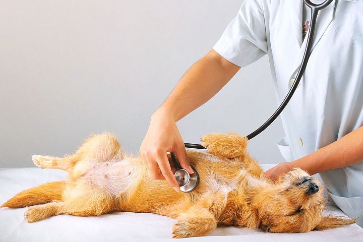 Когда необходима срочная помощь ветеринара при расстройстве желудка?